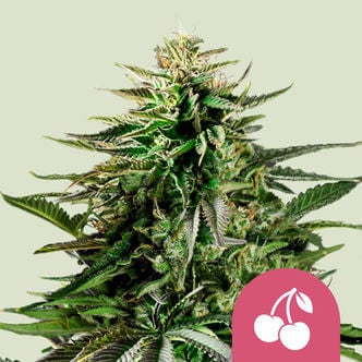 Cherry Pie (Royal Queen Seeds) feminisiert