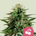 Cherry Pie (Royal Queen Seeds) feminized