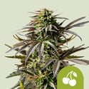 Cherry Pie Automatic (Royal Queen Seeds) feminisiert