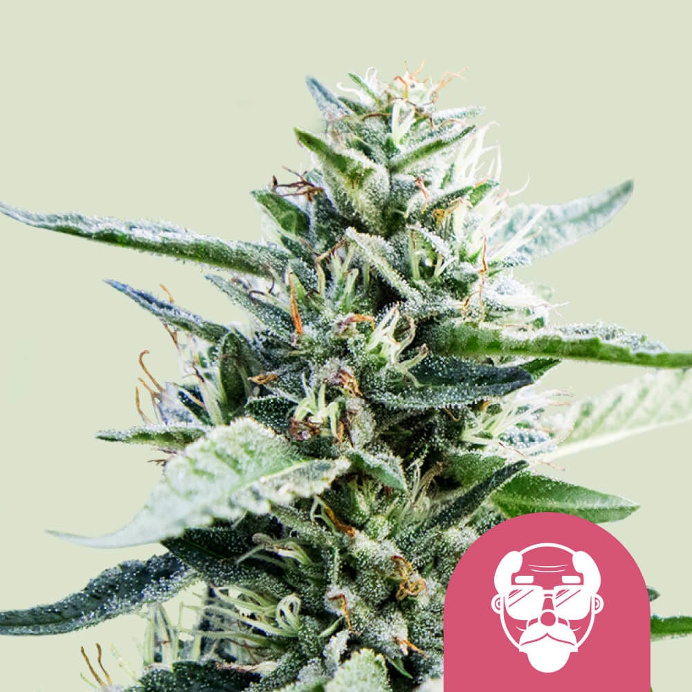 Purple Bud Feminisiert (Royal Queen Seeds)