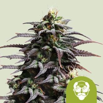 Granddaddy Purple Automatic (Royal Queen Seeds) feminized