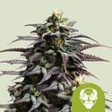 Granddaddy Purple Automatic (Royal Queen Seeds) feminized
