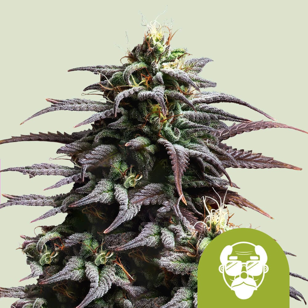 Granddaddy Purple Auto (Royal Queen Seeds)