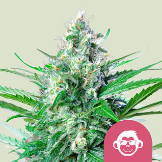 Grape Ape (Royal Queen Seeds) feminisiert