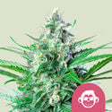 Grape Ape (Royal Queen Seeds) feminized