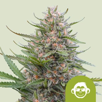 Grape Ape Automatic (Royal Queen Seeds) feminisiert