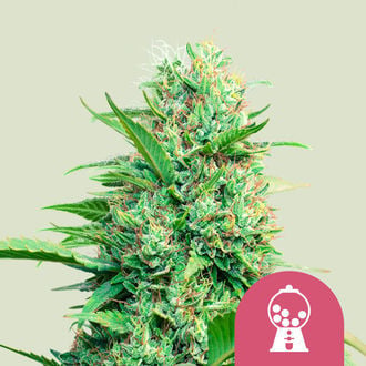 Pink Runtz (Royal Queen Seeds) feminisiert