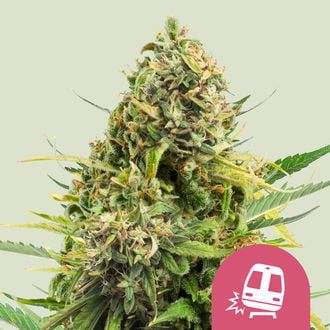 Trainwreck (Royal Queen Seeds) feminized