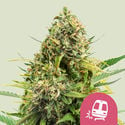 Trainwreck (Royal Queen Seeds) feminisiert