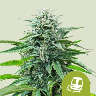 Trainwreck Automatic (Royal Queen Seeds) feminisiert
