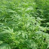 Walkabout (Mr. Nice) regular