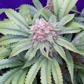 G13 x Widow (Mr. Nice) regular