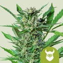 Royal Dwarf (Royal Queen Seeds) feminisiert