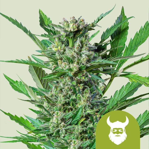 Feminized Cannabis Seeds - Royal Queen Seeds