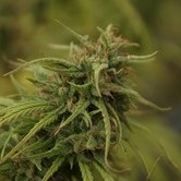 Neville's Skunk (Mr. Nice) regular