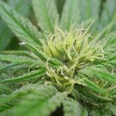 NHS (Mr. Nice) regular