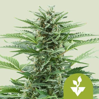 Easy Bud Automatic (Royal Queen Seeds) feminisiert