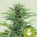 Easy Bud Automatic (Royal Queen Seeds) feminisiert