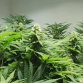 Afghan Skunk (Mr. Nice) regular