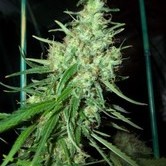 Pink Floyd (Mr. Nice) regular