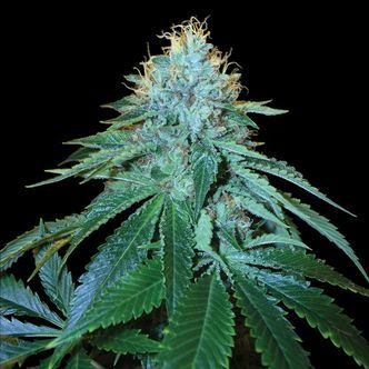 The OG 18 (Reserva Privada) feminized