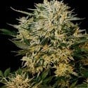 Sugar Gom (Grass-O-Matic) feminized