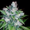 Kandy Kush (Reserva Privada) feminisiert