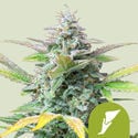 Quick One Automatic (Royal Queen Seeds) feminisiert