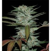 Sour Kush (Reserva Privada) feminized
