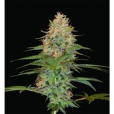 Silver Kush (Reserva Privada) feminized