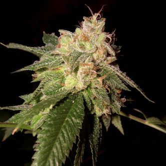 OG Kush (Reserva Privada) feminized