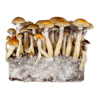 Thai Liquid Culture Syringe (Acid Shroomz)