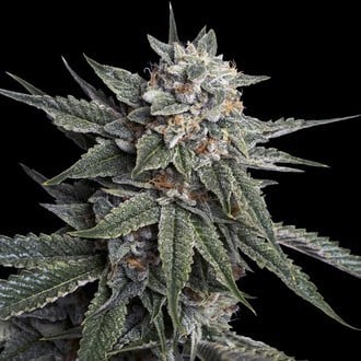 Holy Grail Kush (DNA Genetics) feminisiert