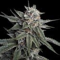 Holy Grail Kush (DNA Genetics) feminized