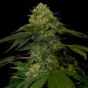 Holy Grail Kush (DNA Genetics) feminisiert