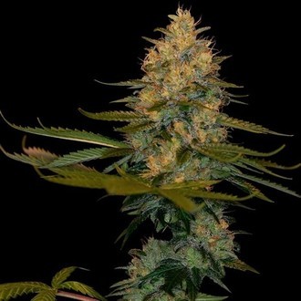 Exodus Kush (DNA Genetics) feminized