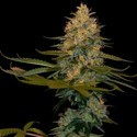 Exodus Kush (DNA Genetics) feminized