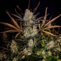 Apple Strudel Auto (FastBuds) feminized