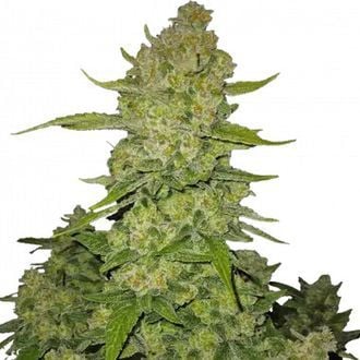 Papaya Cookies Auto (FastBuds) feminized