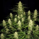 Papaya Cookies Auto (FastBuds) feminized