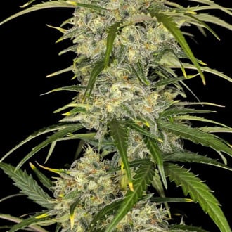 Sour Jealousy Auto (FastBuds) feminized