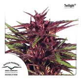 Twilight (Dutch Passion) feminized
