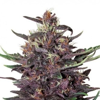 Buddha Purple Kush (Buddha Seeds) feminisiert