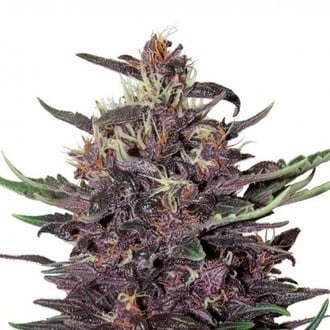 Purple Kush Auto (Buddha Seeds) feminisiert