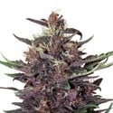 Purple Kush Auto (Buddha Seeds) feminisiert