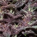 Purple Kush Auto (Buddha Seeds) feminisiert