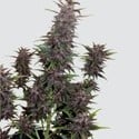 Purple Kush Auto (Buddha Seeds) feminisiert