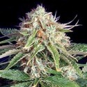 Fast Ryder II (Bulldog Seeds) feminisiert