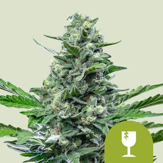 Royal Critical Automatic (Royal Queen Seeds) feminisiert