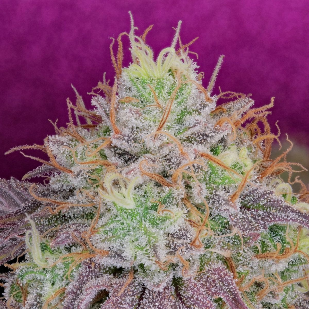 watermelon♡ Watermelon Zkittlez | Pure Instinto